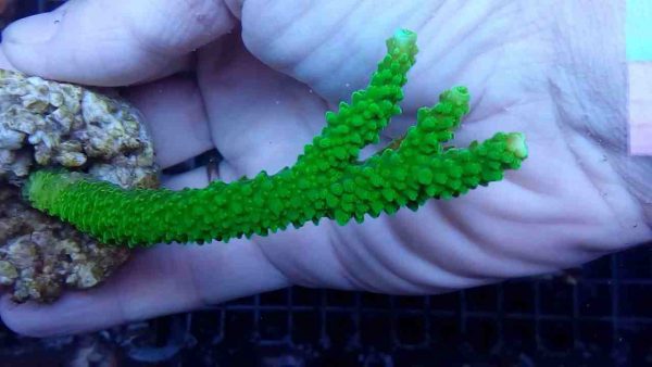 Acropora Formosa Green neon