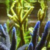Acropora Formosa Green neon