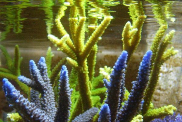 Acropora Formosa Green neon