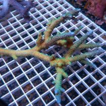 مرجان اکروپورا شاخه ای پرزدار