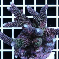 Acropora Abrolhosensis