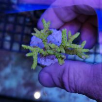 Green Goblin Anacropora