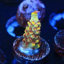 مرجان اکروپورا پینک فلوید