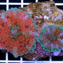 Multicolor Ricordea Yuma Mushroom Coral