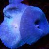 Blue Mushroom Coral