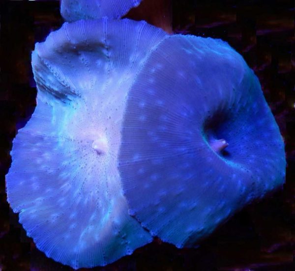 Blue Mushroom Coral