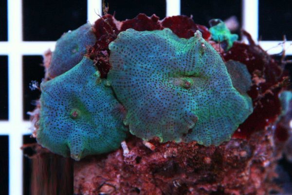 مرجان قارچی سبز آبی