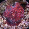 Spiderman Mushroom Coral