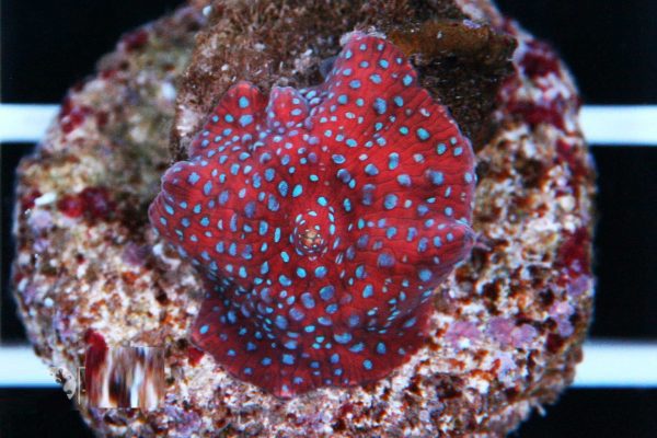 Spiderman Mushroom Coral