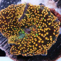 ماشروم کهکشانی خال زرد Yellow interstellar mushroom coral
