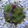 Green Striped Mushroom Coral