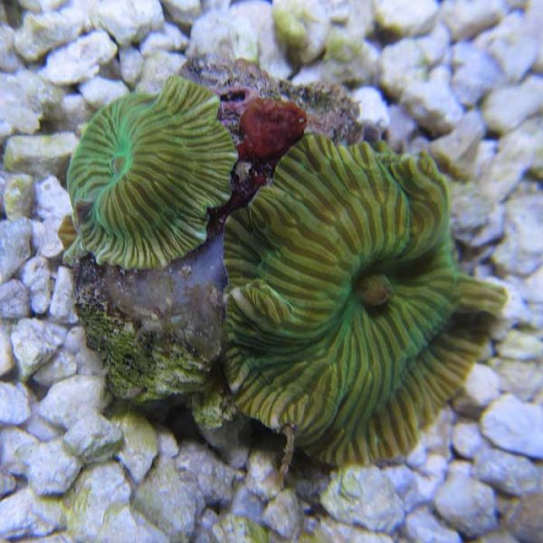 Green Striped Mushroom Coral