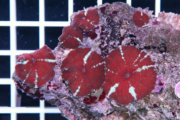 super red stripes Mushroom