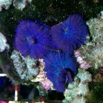 blue rhodactis mushroom coral