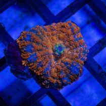 ماشروم روداکتی