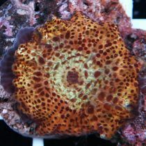 ماشروم سوخته