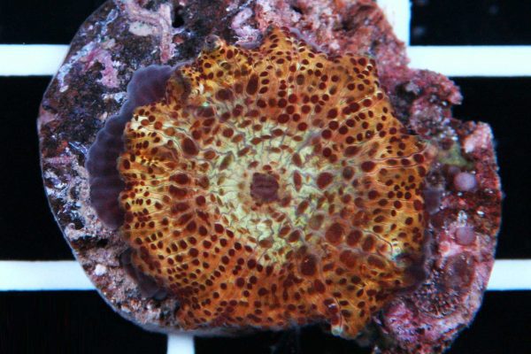 ماشروم سوخته