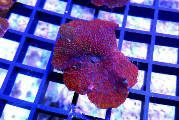 red devil Mushroom Coral