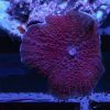 red devil Mushroom Coral