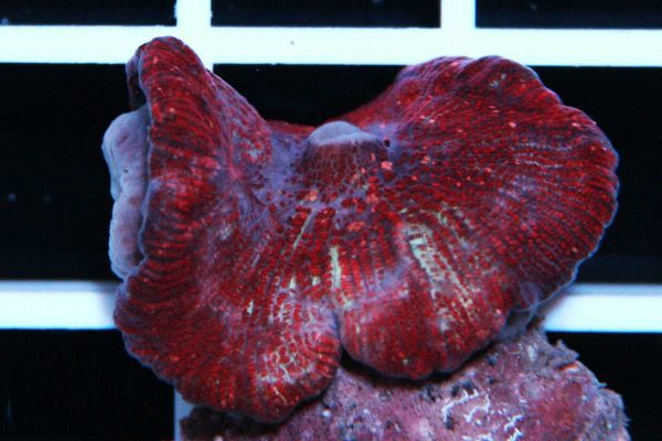 ماشروم شیطان قرمز