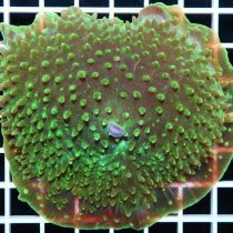 ماشروم غول پیکر سبز