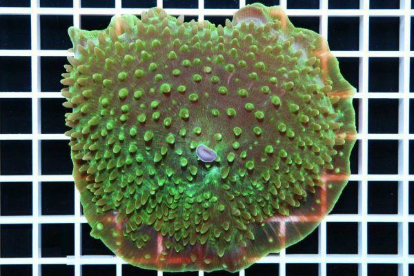 ماشروم غول پیکر سبز