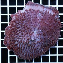 مرجان-قارچی-غول-پیکر-بنفش