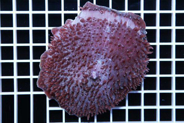 مرجان-قارچی-غول-پیکر-بنفش