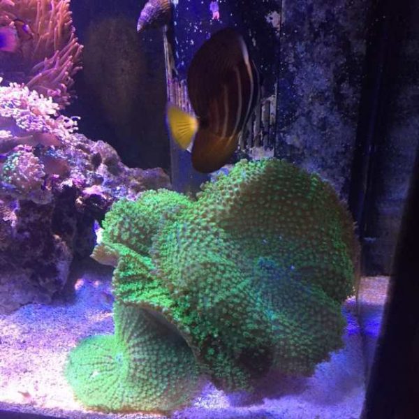 Giant Mashroom Coral