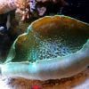 Giant Mashroom Coral