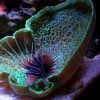 Giant Mashroom Coral
