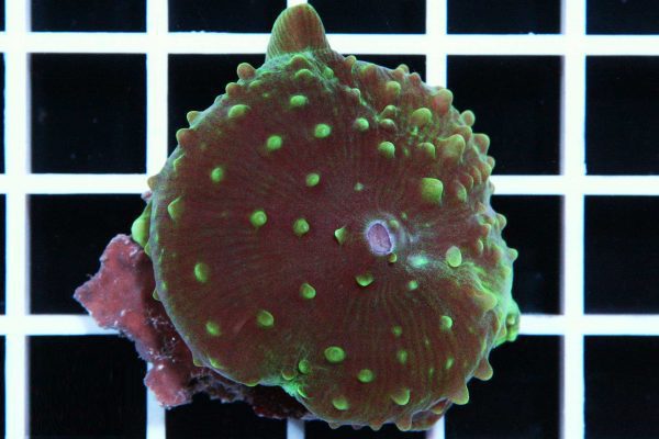 مرجان-قارچی-غول-پیکر-سبز