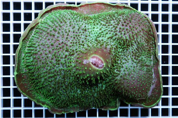 مرجان-قارچی-غول-پیکر-سبز-XXL