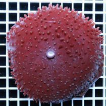 مرجان قارچی غول پیکر قرمز