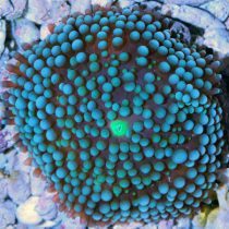 مرجان قارچی فلوریدا آبی