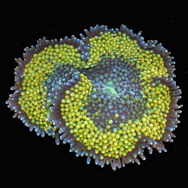 مرجان قارچی فلوریدا زرد