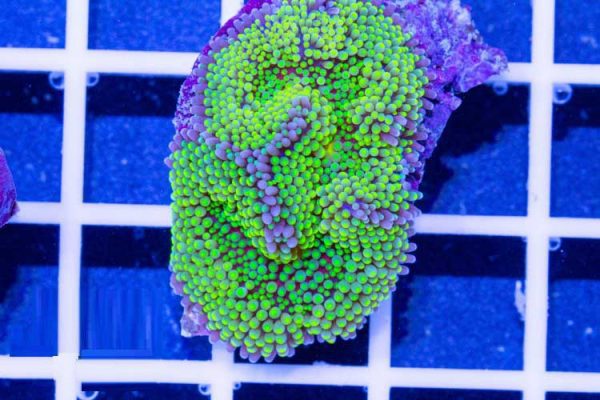 Green Ricordea florida Mushroom Coral