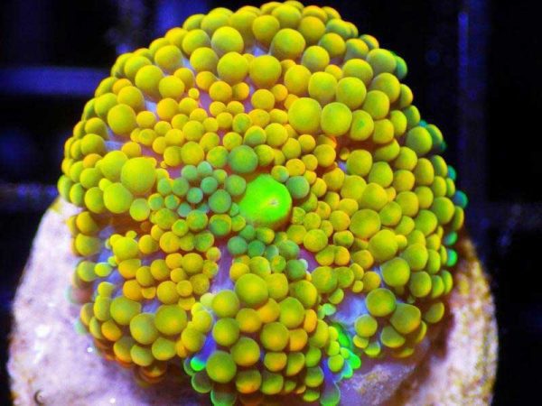 مرجان قارچی فلوریدا طلایی