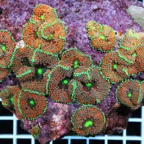 ماشروم ریکوردیا فلوریدا نارنجی سبز XXL