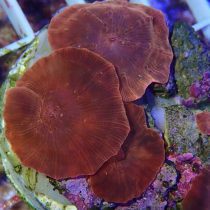 Red Orange Mushroom Coral