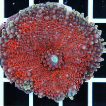 ماشروم ریکوردیا یوما قرمز