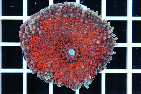 ماشروم ریکوردیا یوما قرمز