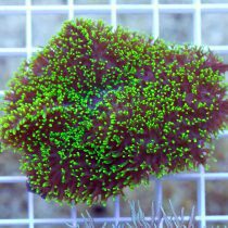 ماشروم پرزدار سبز نئون