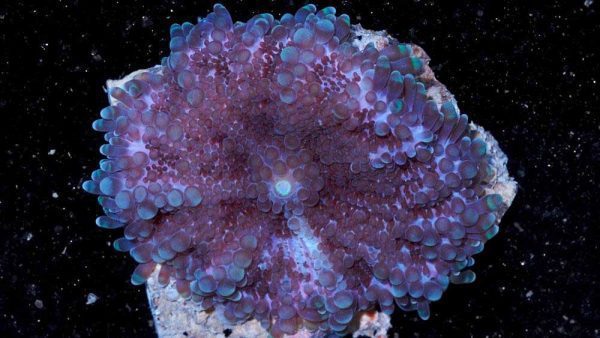 Purple Ricordea Yuma