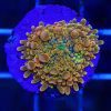 Golden Ricordea Mushroom Coral