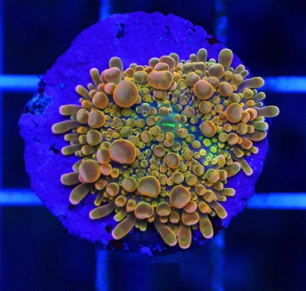 Golden Ricordea Mushroom Coral