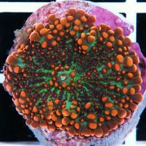 orange & green Ricordea Mushroom Coral