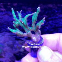 Green Birdsnest Coral