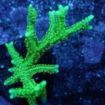 مرجان لانه پرنده سبز نئون Neon Green Birdsnest Coral