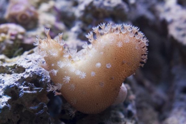 Devil's Hand Leather Coral